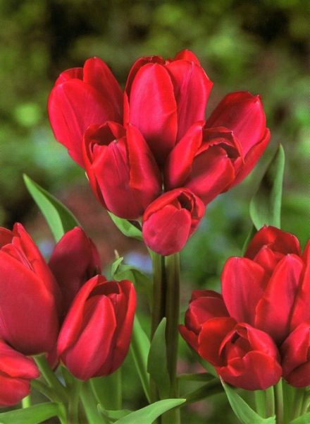 Тюльпан мультифлора Silhouette Bouquet 