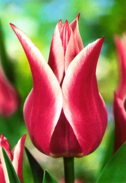 Тюльпан лилиевидный Claudia 