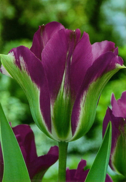 Тюльпан виридифлора Violet Bird 