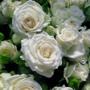  Троянда спрей дрібноквіткова Вайт Леді (White Lady)