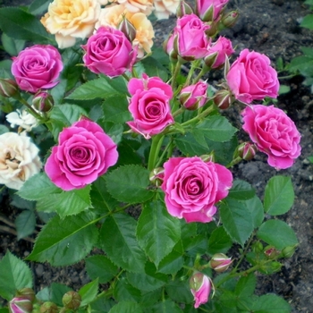 Роза спрей мелкоцветковая Лавли Лидия (Lovely Lydia) 