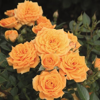Роза спрей мелкоцветковая Klementyna (Клементина)