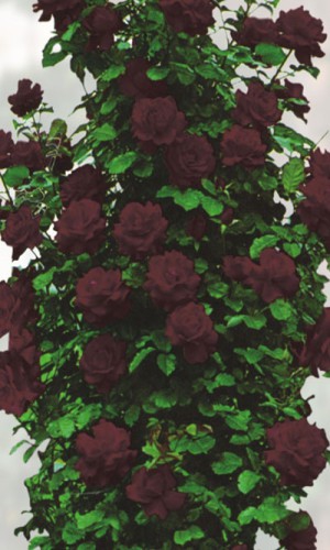 Роза плетистая Черная Королева 