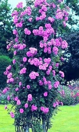Троянда плетиста Veilchenblau (Вайченблау)