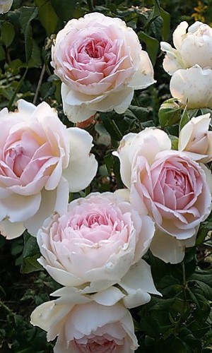 Роза плетистая Sharika-Asma 