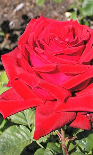 Троянда Burgund (Бургунд)