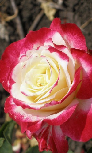Роза Double Delight (Дабл Делігт)