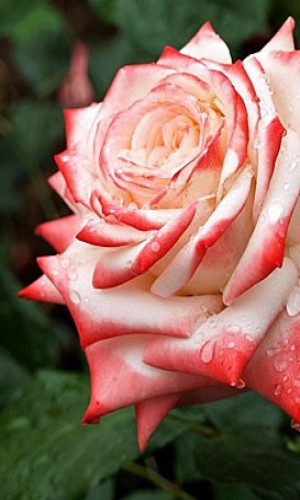 Троянда Imperatrice (Імператриця)