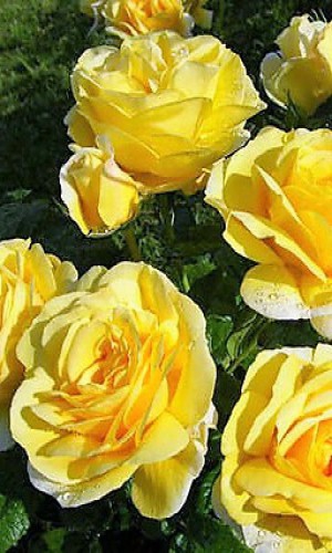 Троянда Papillon (Папілон)