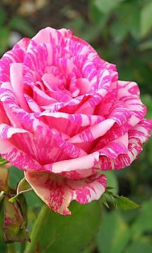 Роза Pink Intuition (Пінк Інтуїшин)