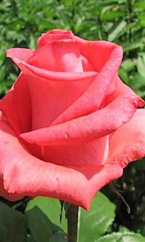 Троянда Raffaella (Рафаелла)