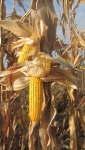 кукуруза Билозирский Ф1 (5 кг на 15 сот)