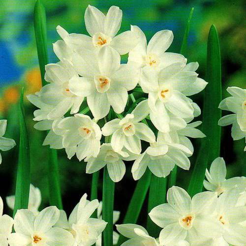 Нарцисс мультицветковый Paperwhite 