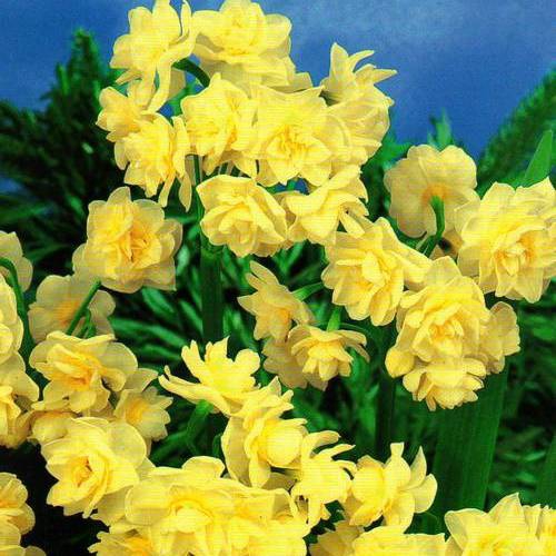 Нарцисс мультицветковый Golden Rain 