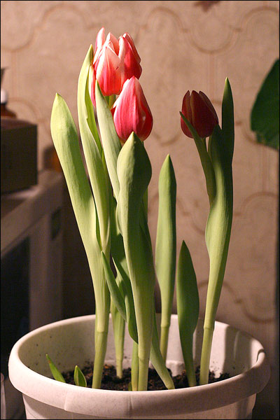 Тюльпаны Грейга и Кауфмана (низкорослые)  