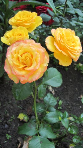 Роза  
Солнышко 
(начало цветения)