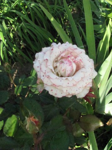 Роза  Инджой 
(вторая половина  цветения)