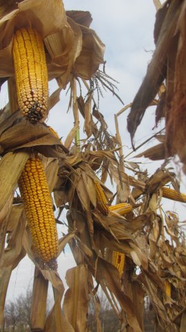 наш урожай , кукуруза Мнагор 4